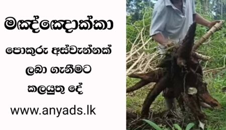 මඤ්ඤොක්කා