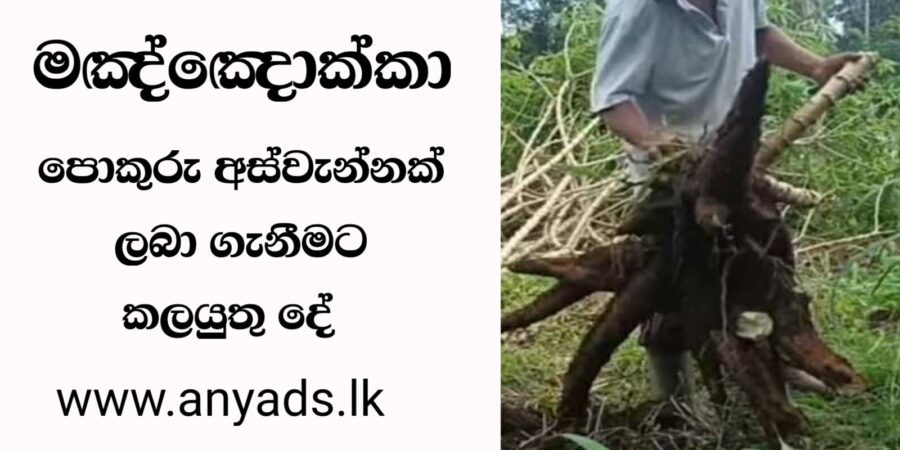 මඤ්ඤොක්කා